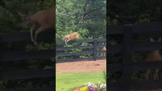 Maggie & Her Wild Deer Friends Have Their Own Game 🐶🦌❤️