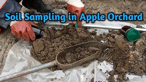 Soil Sampling in apple | Soil tests | Dr. Mumtaz A. Ganie | Book ur soil tests with Hortikashmir