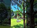 Experience the Challenge: Lifting a Branch vs. Two Discs - Who Knows Better? DoubleDisc Fi