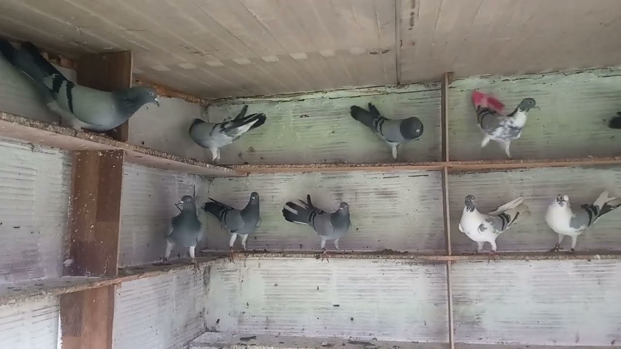 ΠΕΡΙΣΤΕΡΙΑ ΒΟΎΤΕΣ ΠΕΤΑΞΙΑ Μ ΒΡΟΧΉ 2026