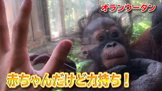 オランウータンの赤ちゃん あの力が異常に強い！