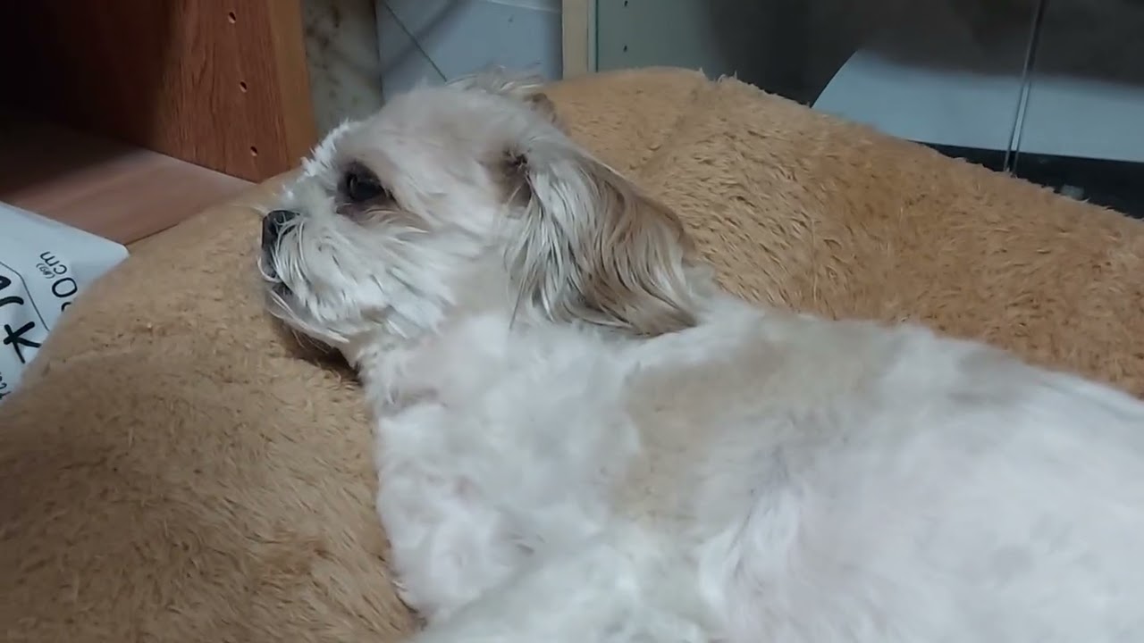 マルシーズー　ちろる　ドームベッドでおやすみ　20260305_2