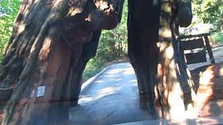 Shrine Drive Through Tree