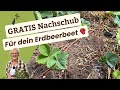 Erdbeeren selbst vermehren - So einfach gehts!