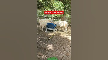 Shaun The Sheep #fyp