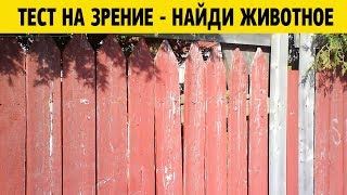 НАЙДИ ЖИВОТНОЕ НА ФОТО ТЕСТ НА ЗРЕНИЕ И ВНИМАТЕЛЬНОСТЬ НАЙДИ ЖИВОТНОЕ НА ФОТО ТЕСТ НА ЗРЕНИЕ И ВНИМАТЕЛЬНОСТЬ
