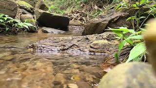 Forest Stream Sounds 🌿 Relaxing Water Sounds for Sleep, Study, Meditation &amp; Deep Focus (1 Hour)
