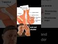 Neck and shoulder movements #spine #mobility #neck #stretch