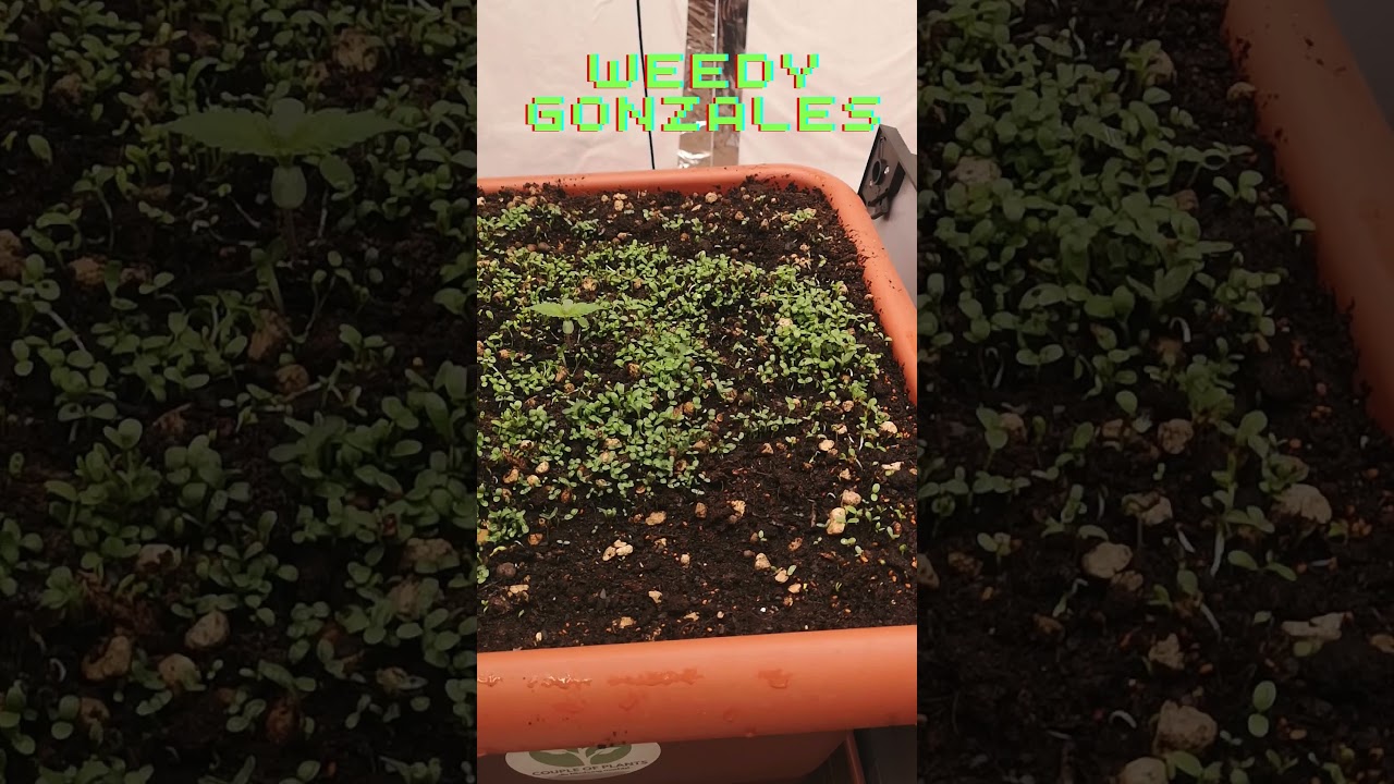 Wir brauchen keinen Dünger! Living Soil von 