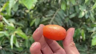 Review Quả Nhót Nhún Nhảy Quê Em