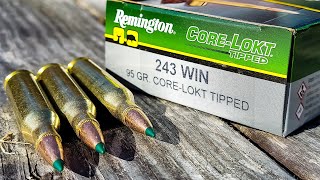 .243 Win Remington Core-Lokt Tipped | 100 Yard Ammo Test (I'M VERY IMPRESSED) screenshot 4