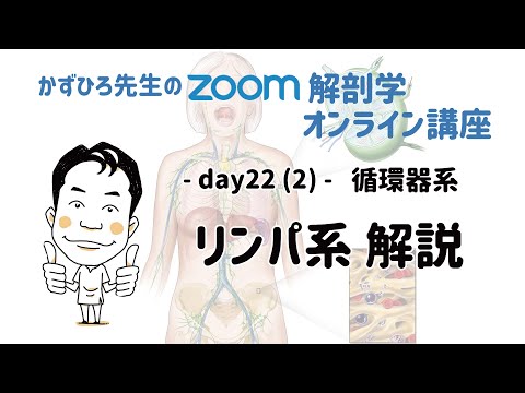 zoom解剖学 day22(2) 循環器系 - リンパ系解説