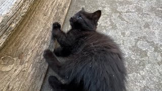 Cute Little Boy Kitten Finds A Paw Monster!