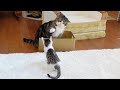 箱争奪戦なねこ。-Maru&Miri's box battle.-