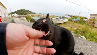黒猫が「浮気をしないで！」と手に噛みついて抗議してきた