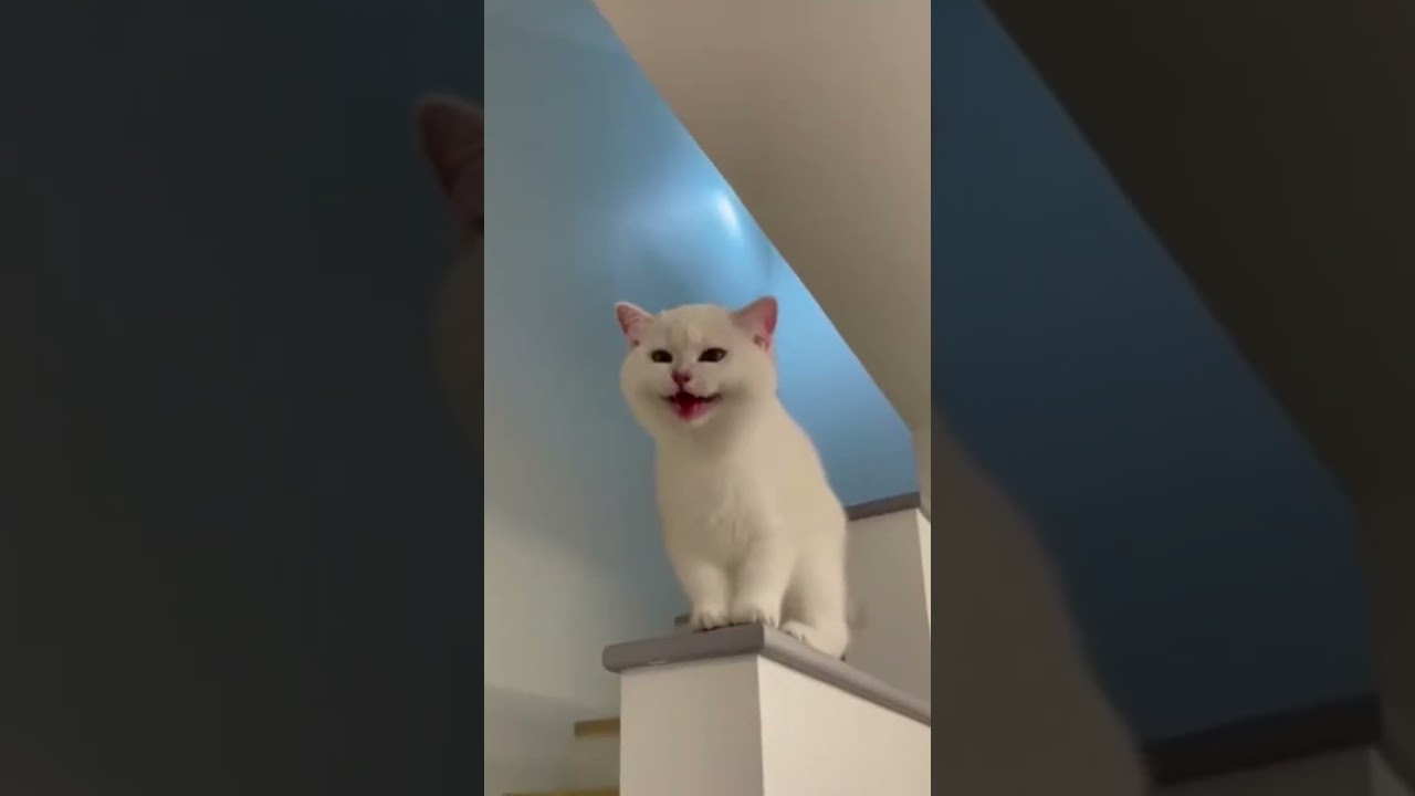 Funny Cheerful cats animals 