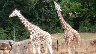 How Giraffes Mate, and Why It Matters How Giraffes Mate, and Why It Matters