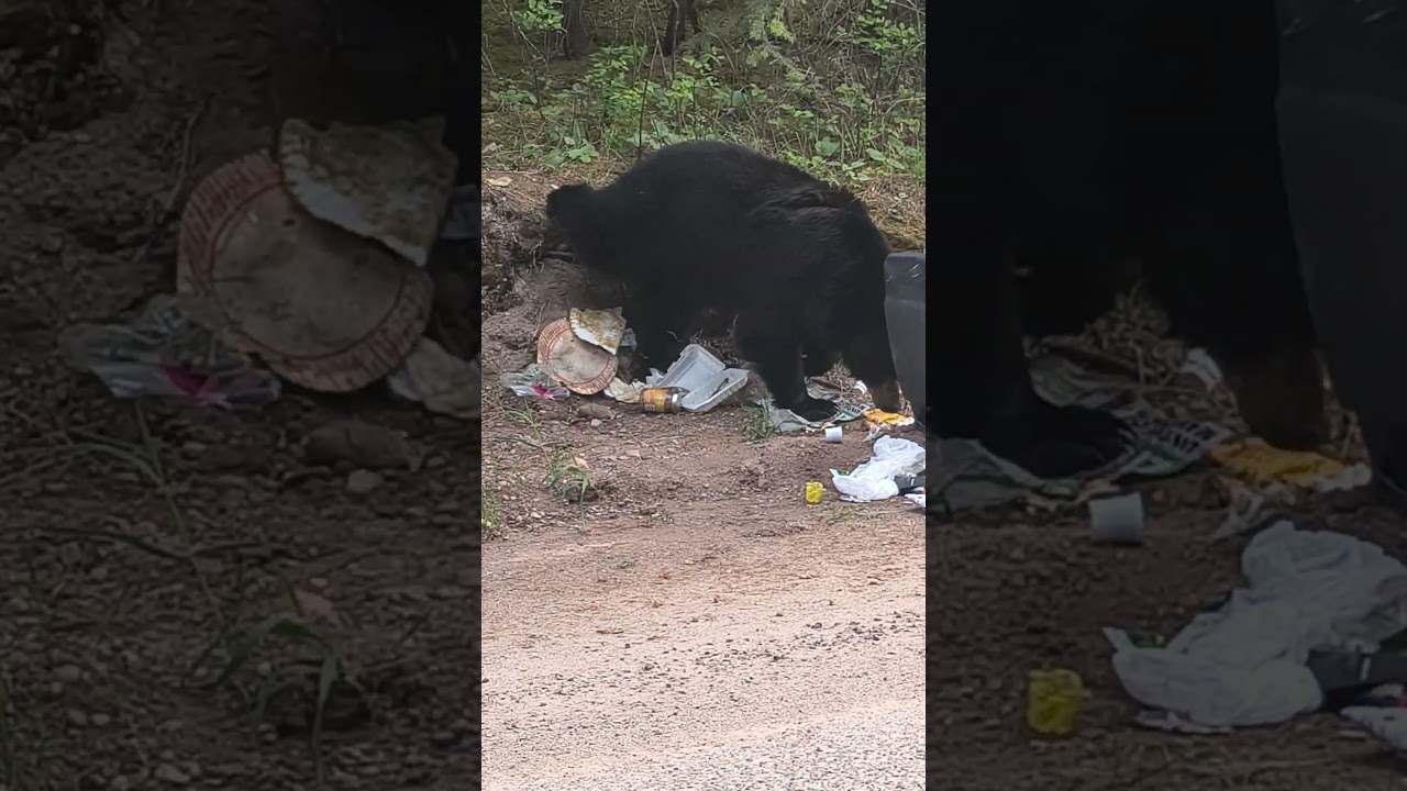 Bob, the bad bear