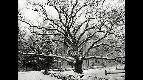 سورة الكهف بصوت القارئ محمد حسين السعيدان