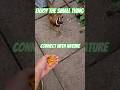 Enjoy the small things in life #cutecat  #cute #nature #shortsviral #shortvideo #environment #cat