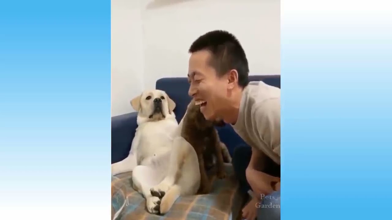 Vidéo de Chat Amusant à Mourir de Rire. Vidéo drôle 