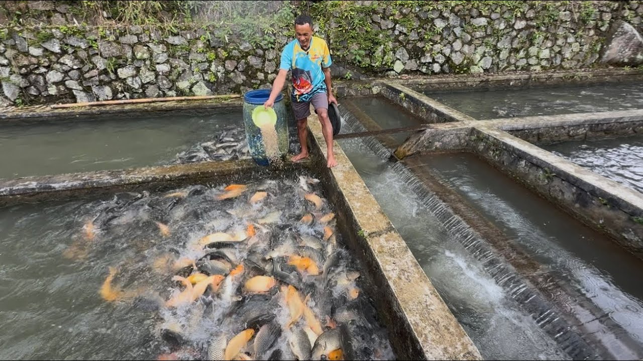 BAPAK INI CETAK INDUK IKAN MAS JUMBO BUAT KIRIM KE PEMANCINGAN BHS 