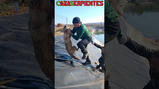Rescate de Dos Perros🐶🐶 atrapados en Balsa de Lona