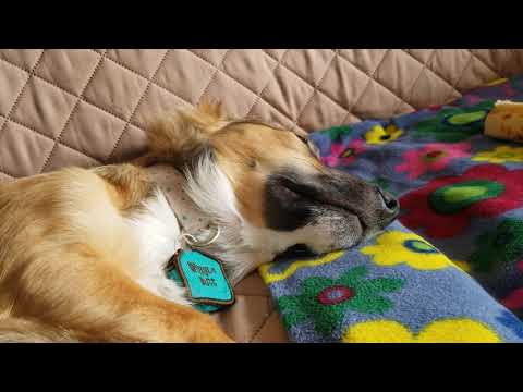 Novaroux woofing in her sleep