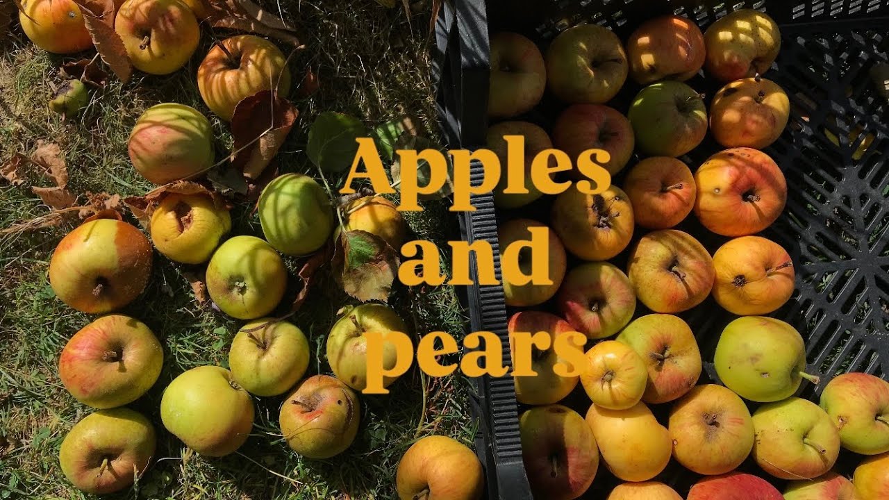 You Know It’s Fall When Apples & Pears Take Over