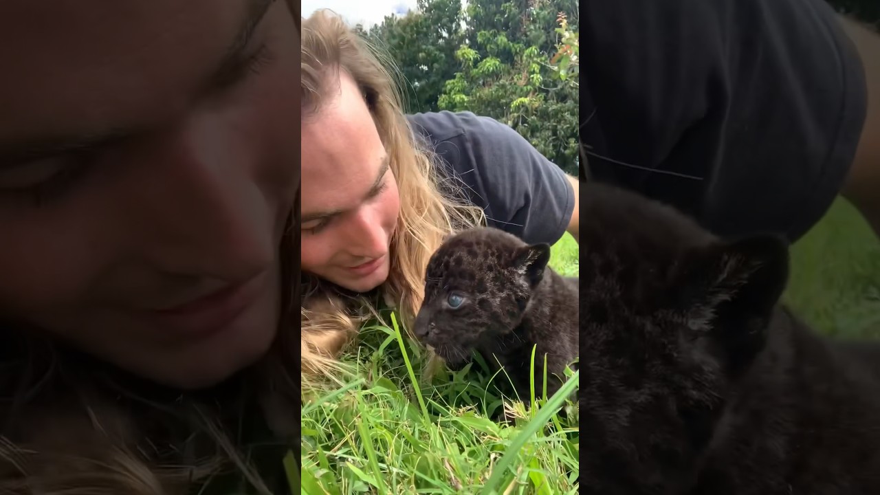 Baby Jaguar is all Grown Up! 