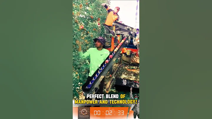 Smart Apple Picking Conveyor: Perfect Blend of Manpower and Technology!