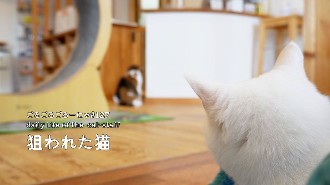 ごろ猫 ごろごろごろーにゃ #127】狙われた猫｜その結末は？ - YouTube