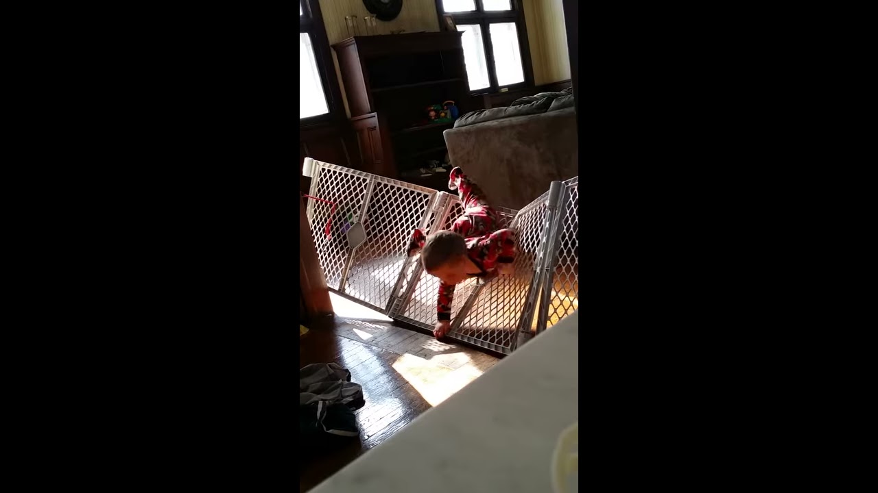 Adam Escapes Being Fenced In At 20 Months