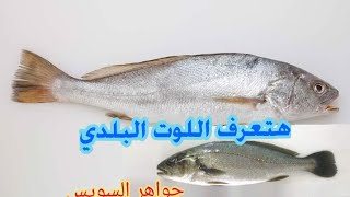 سمك اللوت وأزاي تعرف تفرق بين البلدي من المزارع في سوق السمك عمليا.