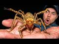 We Found a Forest Lobster! | Amazon Jungle Wildlife | Nature Animal documentary