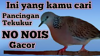 DERKUKU GACOR,TEKUKUR GACOR,  suara pancingan tekukur bahan, biar cepet gacor,