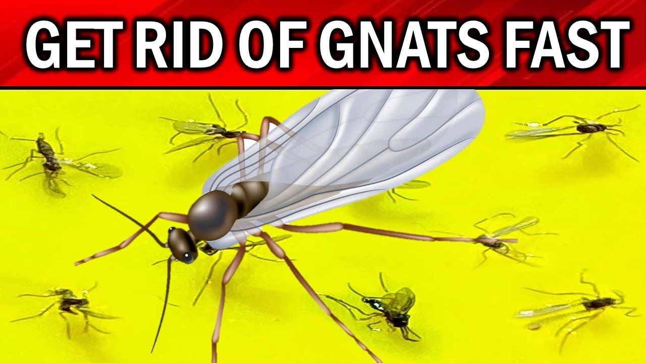 How to Get Rid of Gnats & Fruit Flies in the House NATURALLY ? 