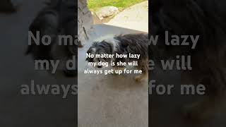 She is the best #cc #funny #memes #fypシ゚viral #doggy #puppy #dog #memebers