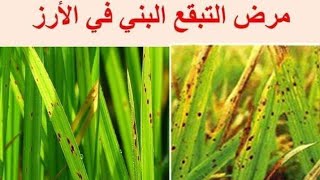 مكافحة التبقع البني في زراعات الأرز