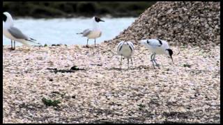 Avocets nesting RSPB Saltholme 22nd April 2012
