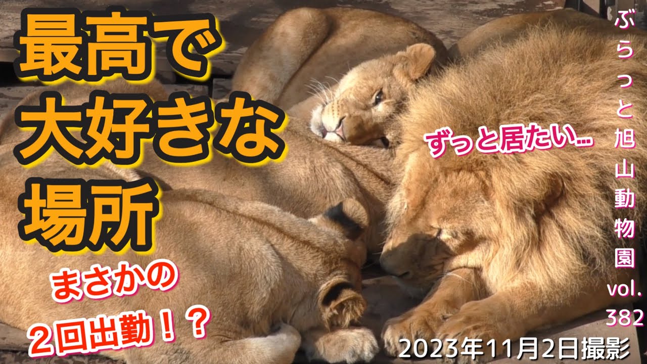 【今日のライオン】個性炸裂！吠える、愛あり、緊急事態あり！ドタバタ状態。イクメンオリトパパ＆イオファミリーvol382@旭山動物園/A lion family full of personality
