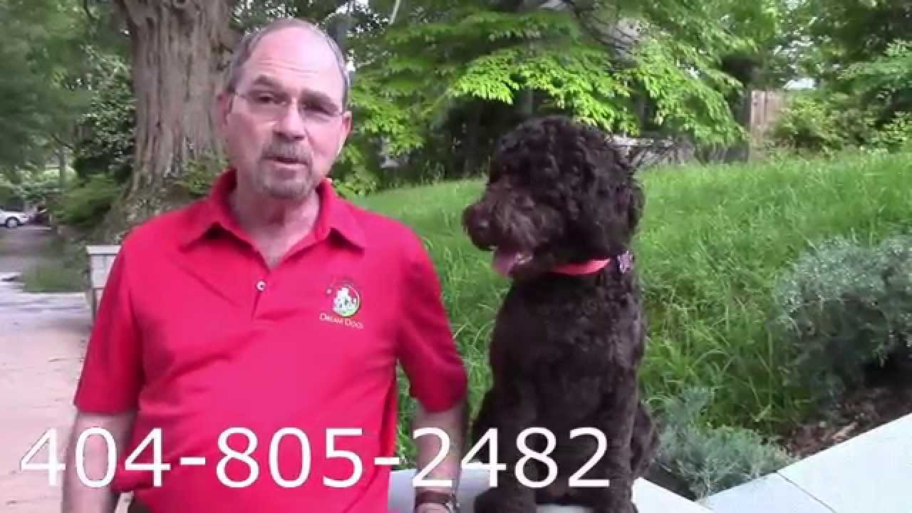 Atlanta Home Dog Training YouTube