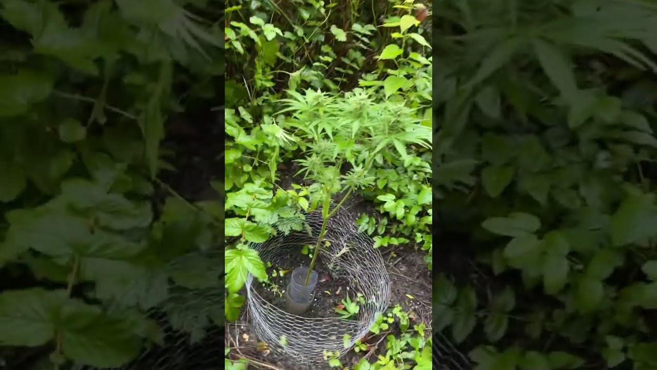 Dutch passion banana blaze after the storm