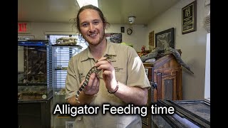 Alligator - Crocodilian Feeding Phoenix Herpetological Society Sanctuary