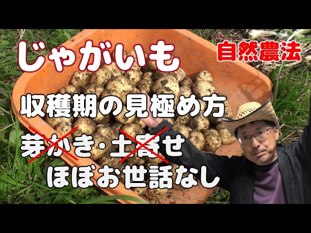 Natural farming: How to determine the harvest time for potatoes