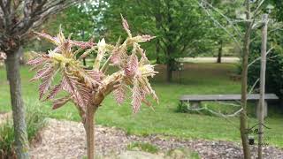 Quercus dentata 'Pinnatifida' dub zubatý