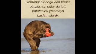 100. MAYMUN DENEYİ NEDİR? #mitoloji #antikdünya #antiktarih