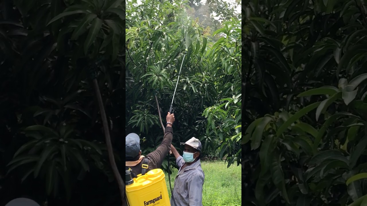 Applying pesticides to bloomed mango flowers.👨‍🌾🥭 