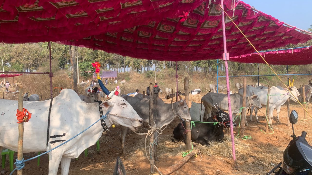 ಕೆಂಗಲ್ ದನಗಳ ಜಾತ್ರೆಯಲ್ಲಿ ಈ ವರ್ಷ ಹಳ್ಳಿಕಾರ್ ರಾಸುಗಳ ಬೆಲೆ ಎಷ್ಟಿದೆ? 