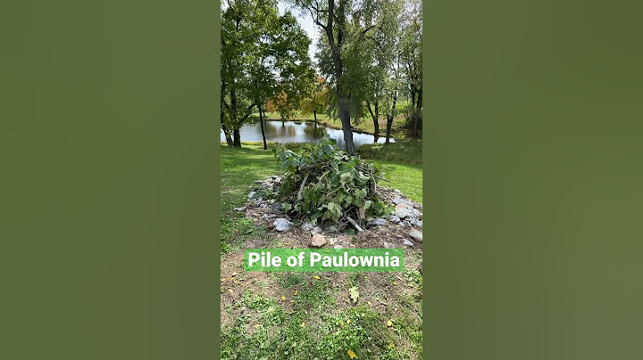 Pile of Paulownia